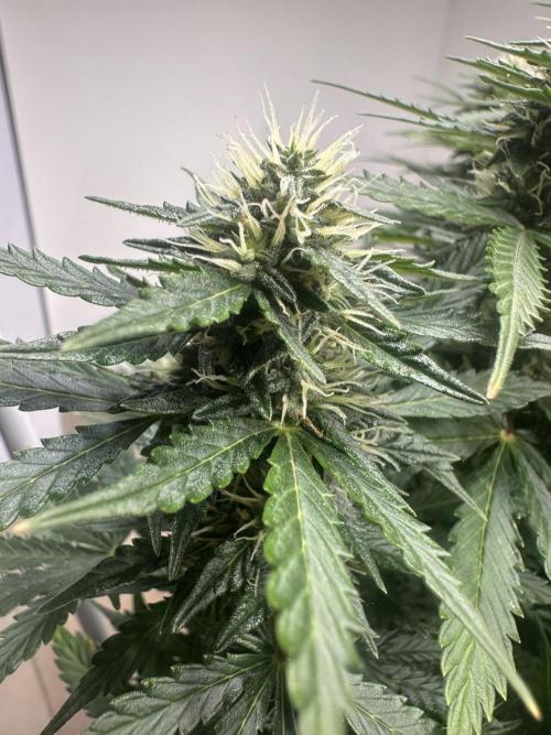 STRAWBERRY GORILLA AUTO. Week 11