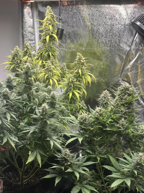 Strawberry Gorilla Auto. Week 11