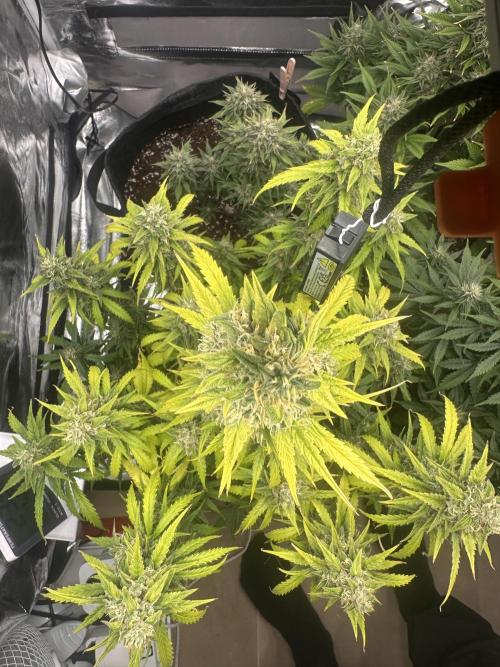 GELATO AUTO. Week 11