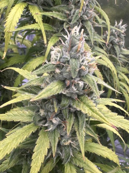 GELATO AUTO. Week 11