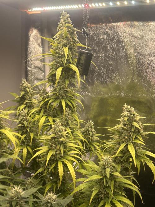 GELATO AUTO. Week 11
