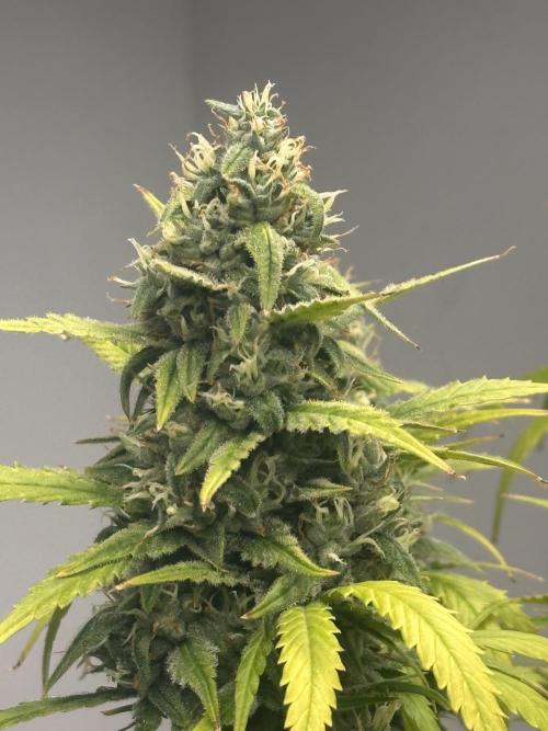 GELATO AUTO. Week 11