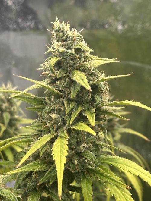 GELATO AUTO. Week 11