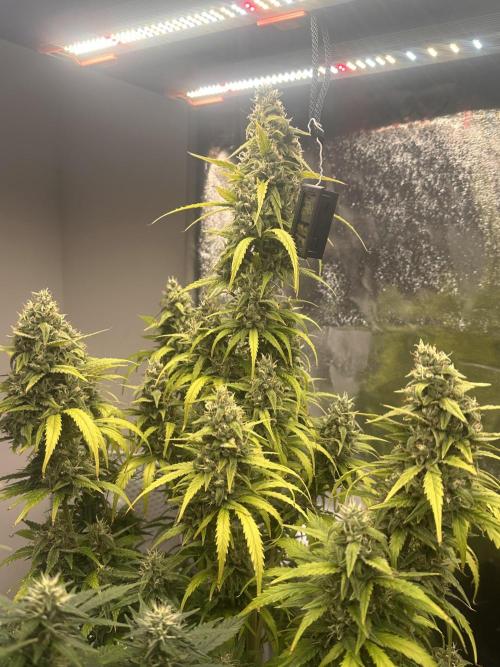 GELATO AUTO. Week 11