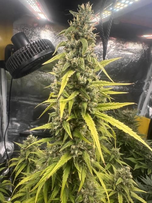 GELATO AUTO. Week 11