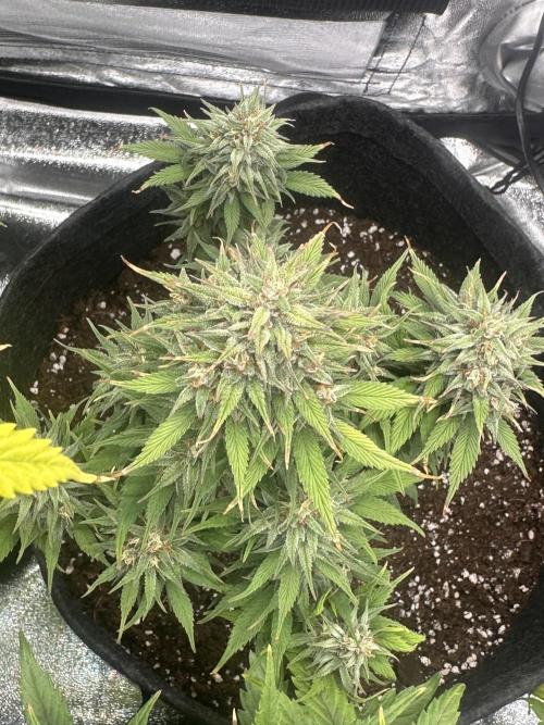 GORILLA COOKIES AUTO. Week 11