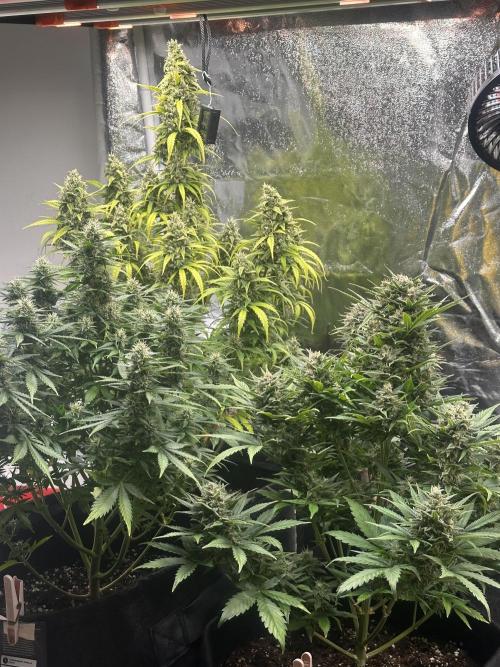 GORILLA COOKIES AUTO. Week 11