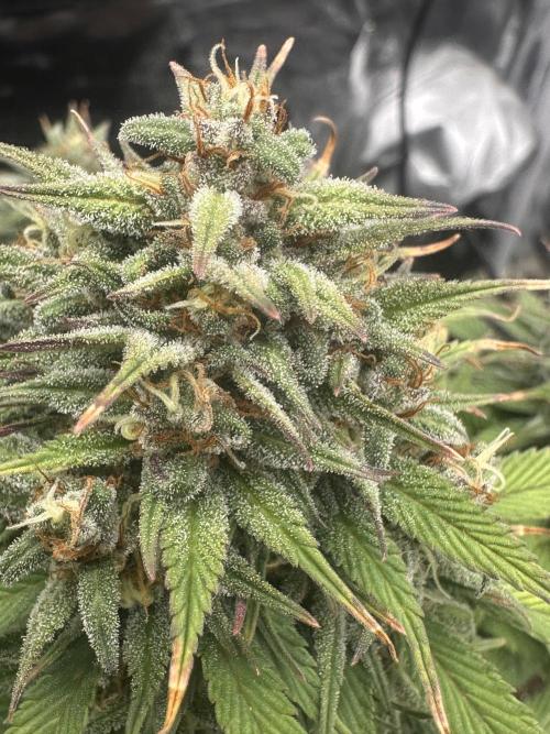 GORILLA COOKIES AUTO. Week 11