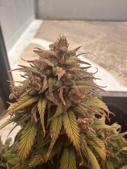 GORILLA COOKIES AUTO. Week 12