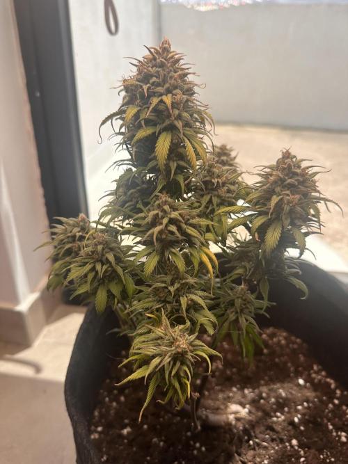 GORILLA COOKIES AUTO. Week 12