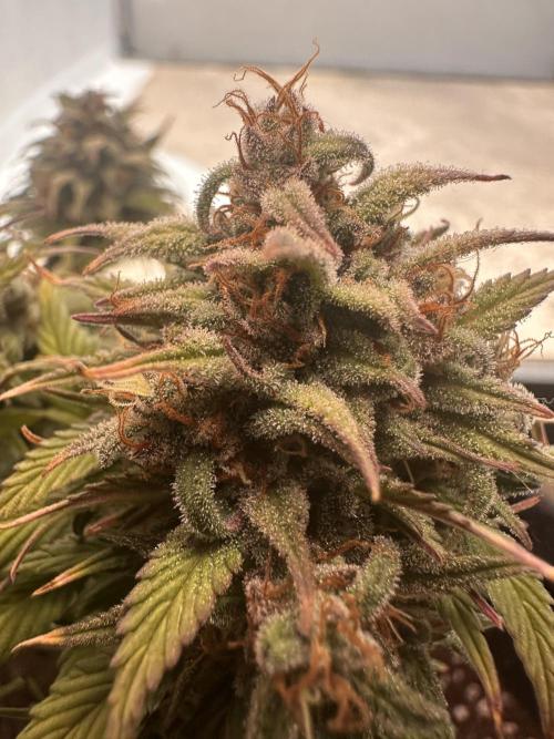 GORILLA COOKIES AUTO. Week 12