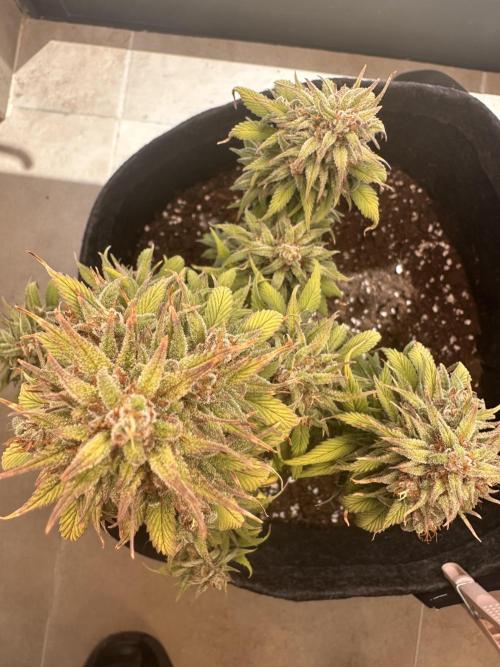 Gorilla Cookies Auto. Week 12
