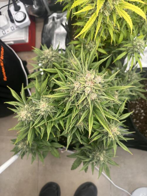 ORANGE SHERBERT AUTO. Week 12