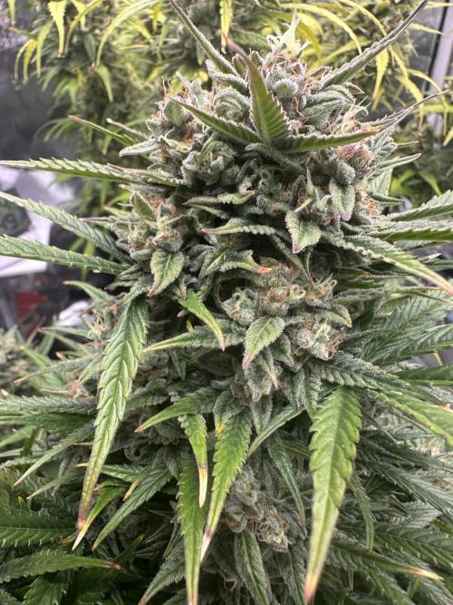 ORANGE SHERBERT AUTO. Week 12
