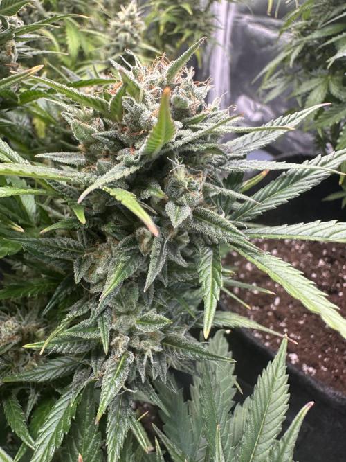 ORANGE SHERBERT AUTO. Week 12