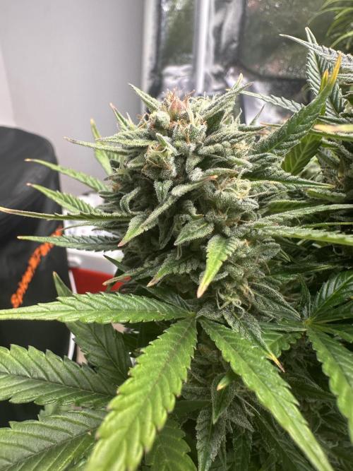 ORANGE SHERBERT AUTO. Week 12