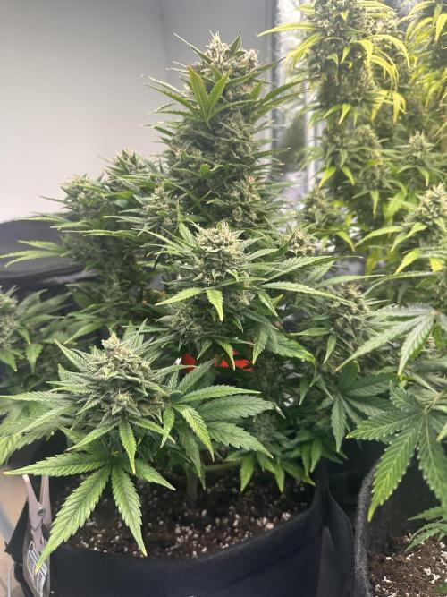 Orange Sherbet Auto. Week 12