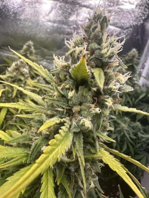 GELATO AUTO. Week 12
