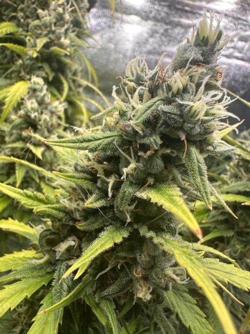 GELATO AUTO. Week 12