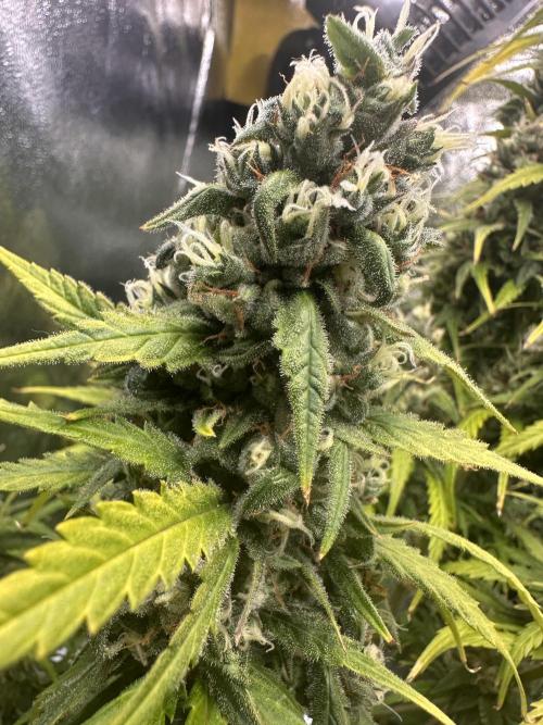 GELATO AUTO. Week 12