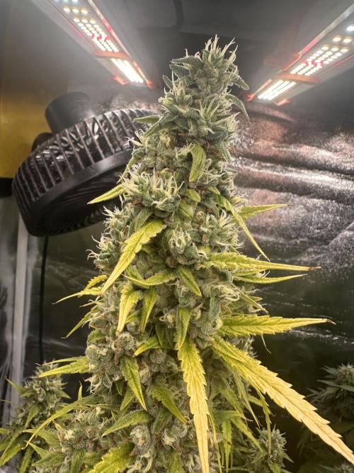 GELATO AUTO. Week 12