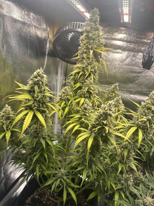 GELATO AUTO. Week 12
