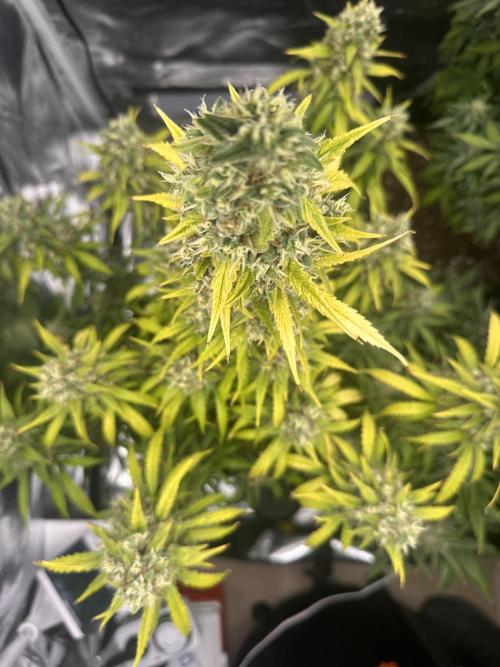 GELATO AUTO. Week 12