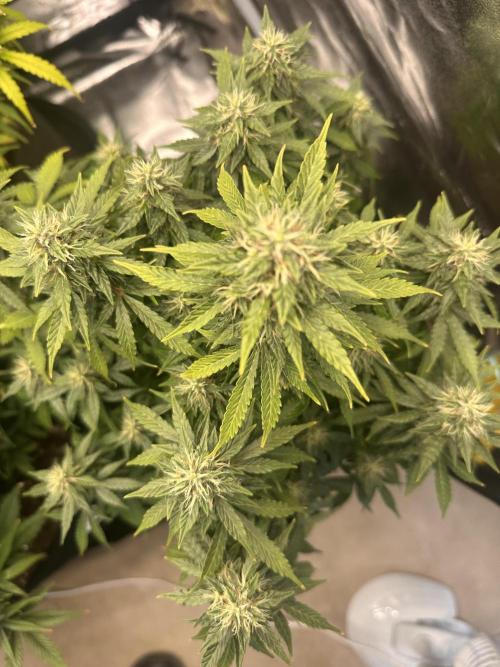 STRAWBERRY GORILLA AUTO. Week 12