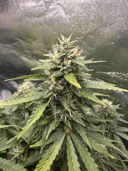 STRAWBERRY GORILLA AUTO. Week 12