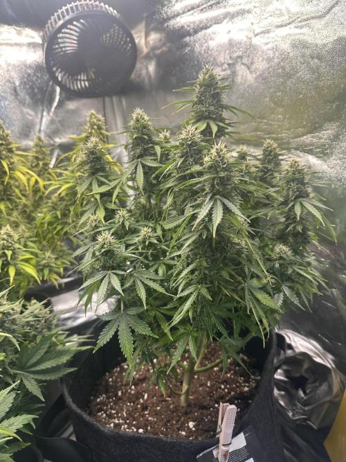 STRAWBERRY GORILLA AUTO. Week 12