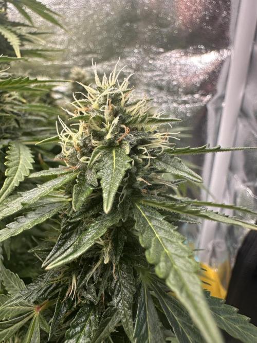 Strawberry Gorilla Auto. Week 12