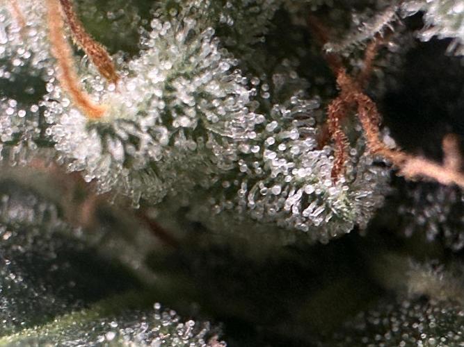 ORANGE SHERBERT AUTO. Week 12
