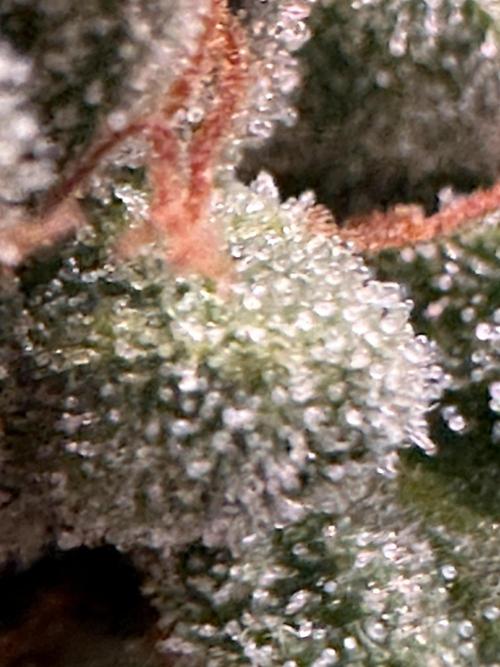 ORANGE SHERBERT AUTO. Week 12