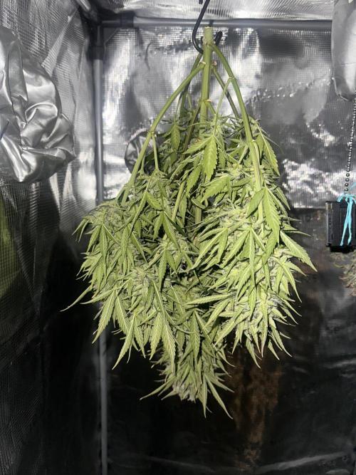 ORANGE SHERBERT AUTO. Week 12