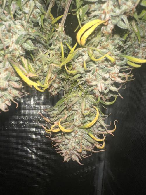 GORILLA COOKIES AUTO. Week 12