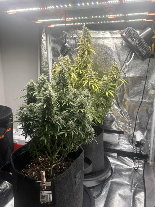 GELATO AUTO. Week 13