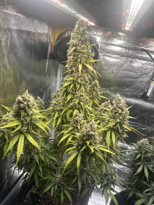 GELATO AUTO. Week 13