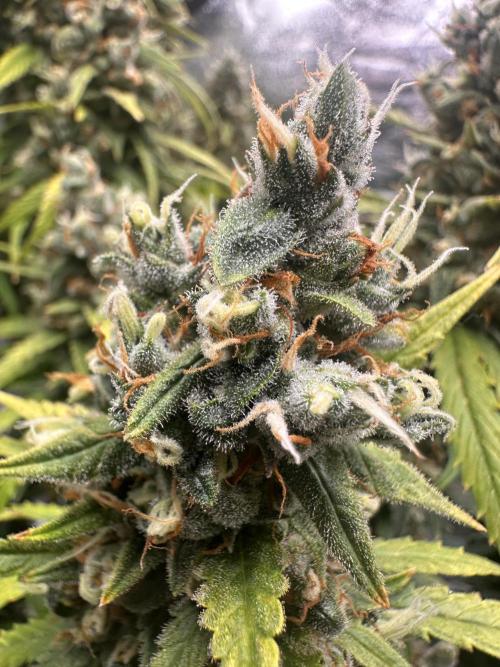 GELATO AUTO. Week 13