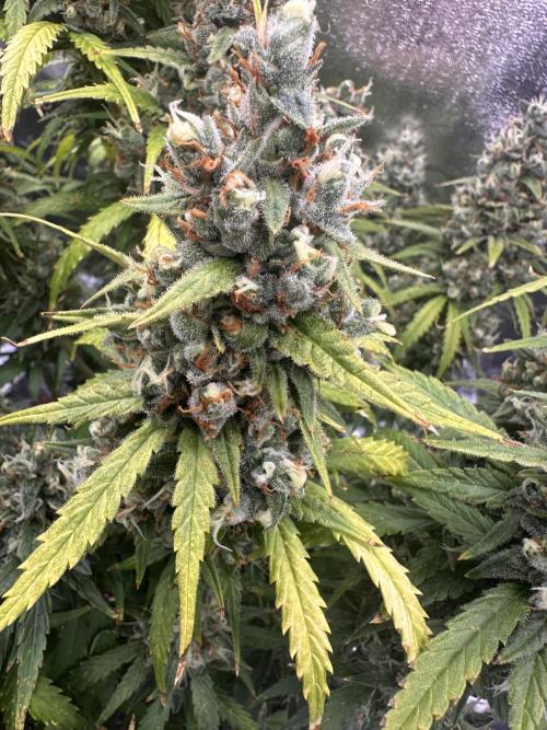 GELATO AUTO. Week 13
