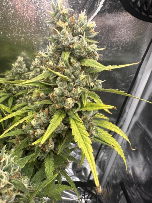 GELATO AUTO. Week 13
