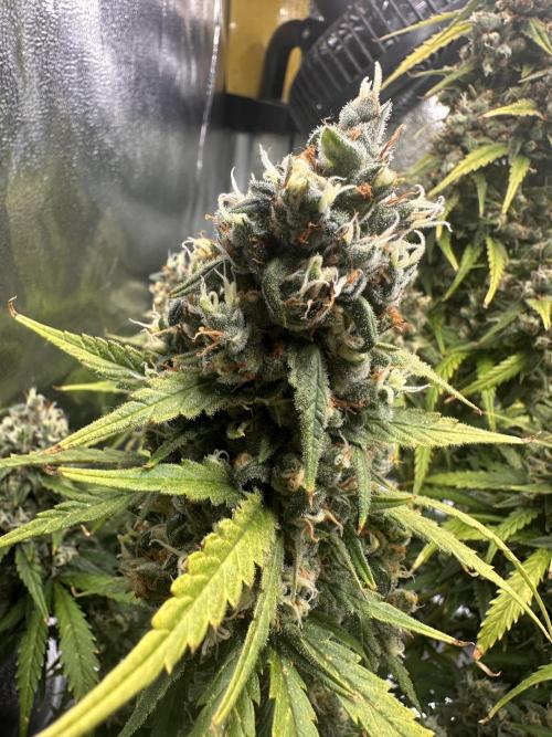 GELATO AUTO. Week 13