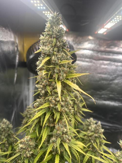 GELATO AUTO. Week 13