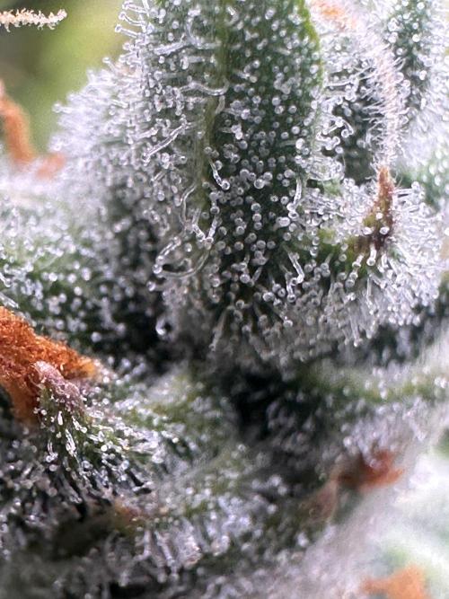 GELATO AUTO. Week 13