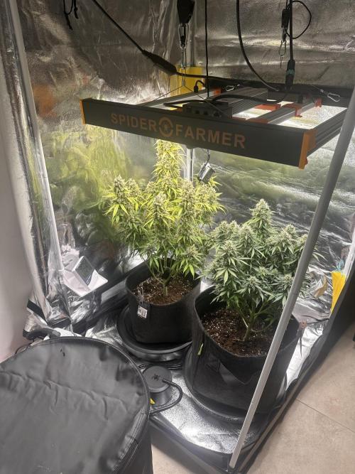 GELATO AUTO. Week 13