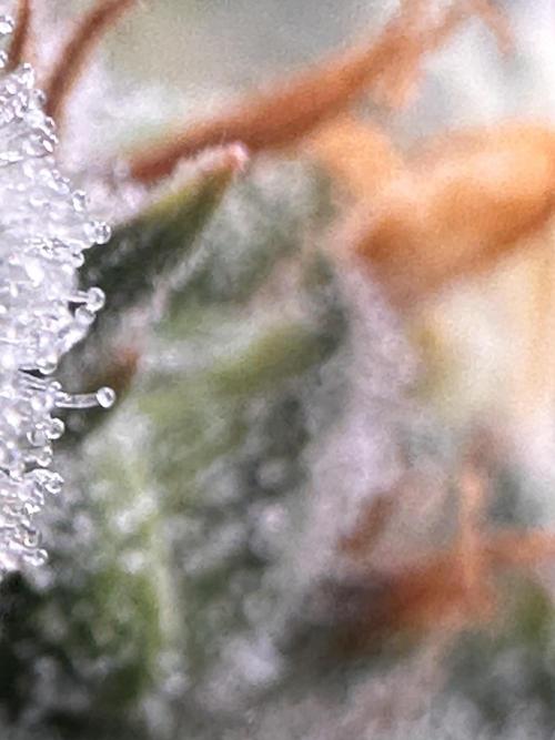 GELATO AUTO. Week 13