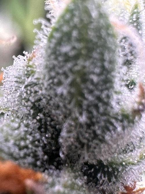 GELATO AUTO. Week 13