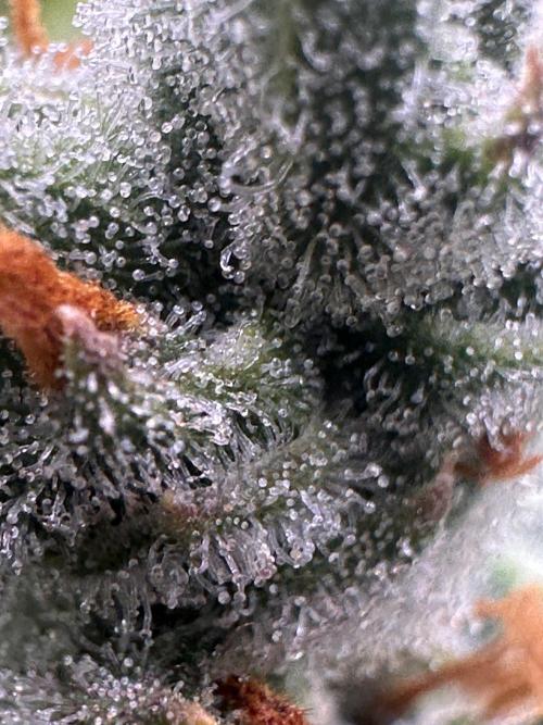 GELATO AUTO. Week 13