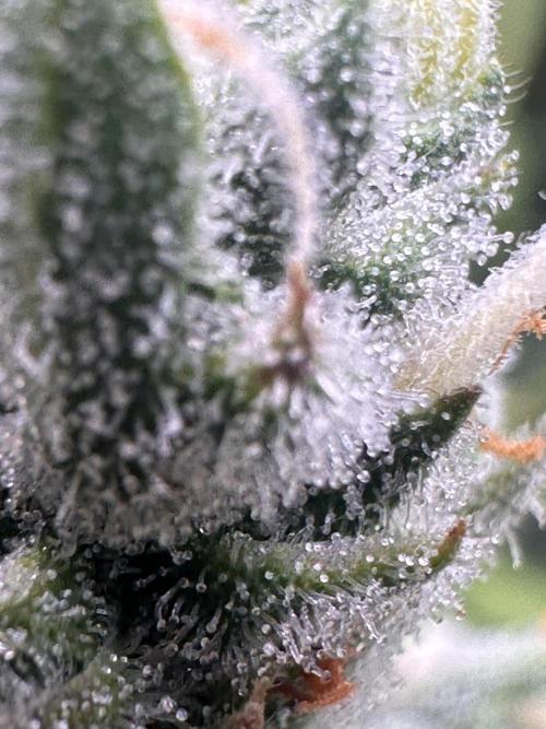 GELATO AUTO. Week 13