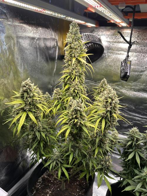 GELATO AUTO. Week 13