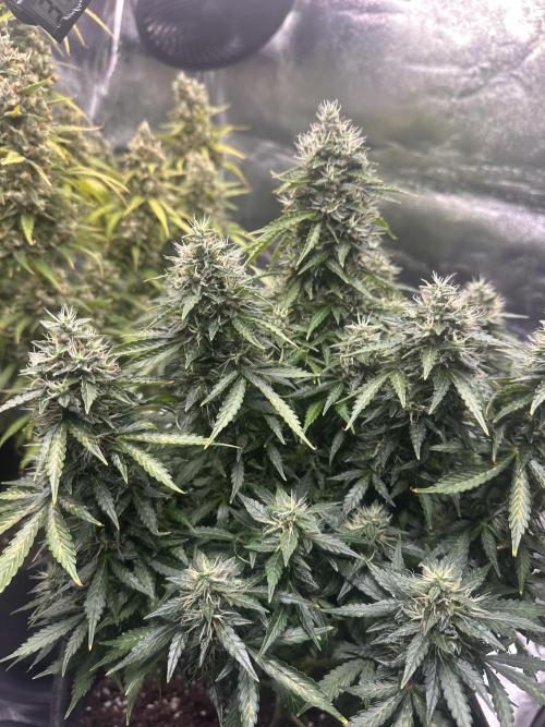 STRAWBERRY GORILLA AUTO. Week 13